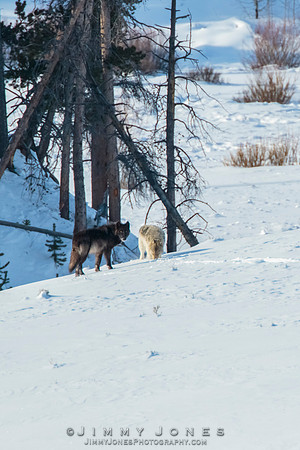 Eight Mile Pack Wolves