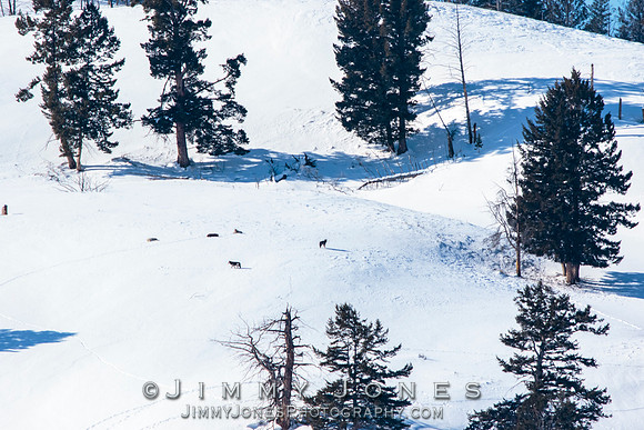 Unknown Wolf Pack of Five