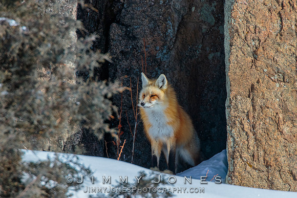 Red Fox