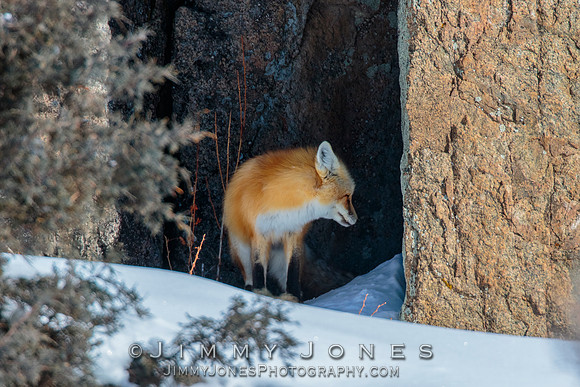 Red Fox