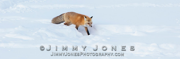 Red Fox