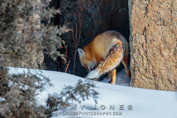 Red Fox