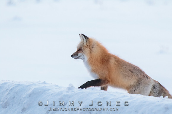 Red Fox