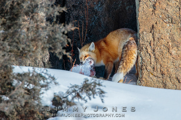 Red Fox