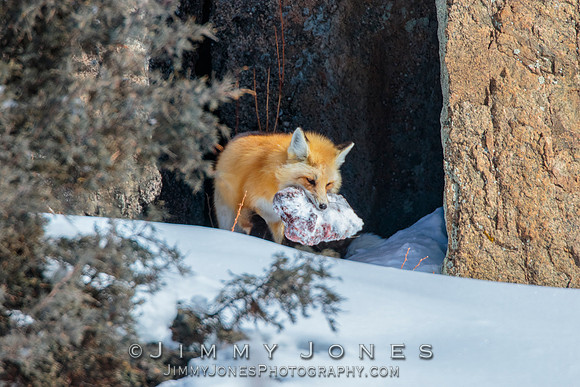 Red Fox