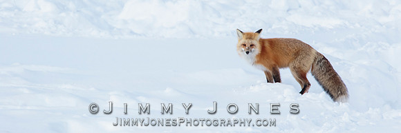Red Fox