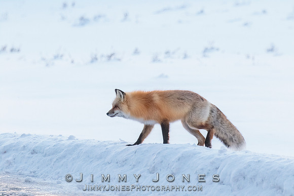 Red Fox