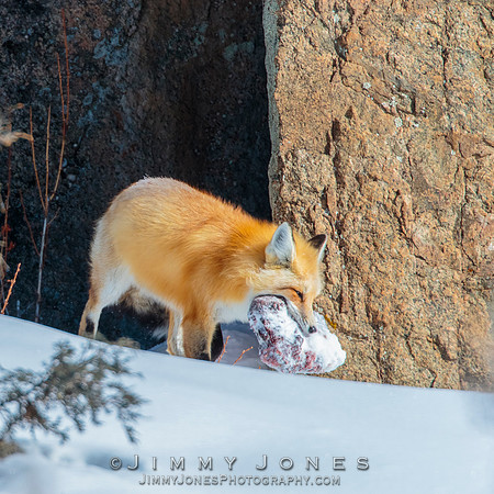 Red Fox