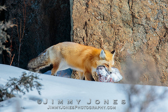 Red Fox