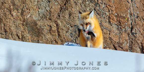 Red Fox