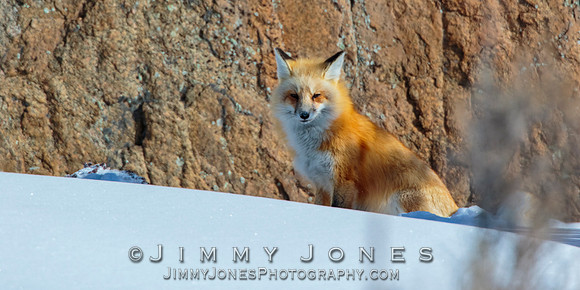 Red Fox