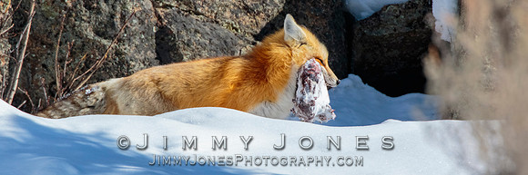 Red Fox