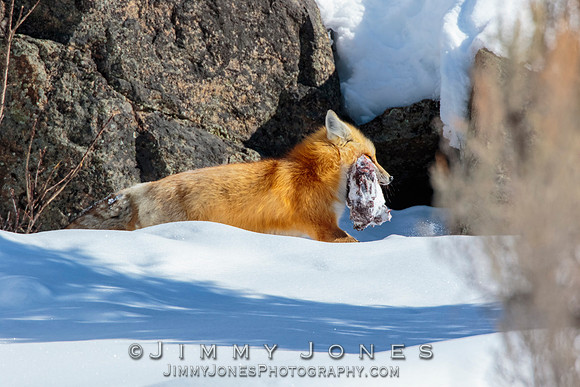 Red Fox