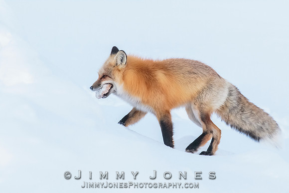 Red Fox