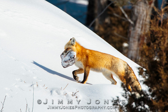 Red Fox