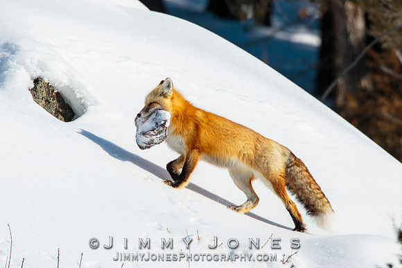 Red Fox
