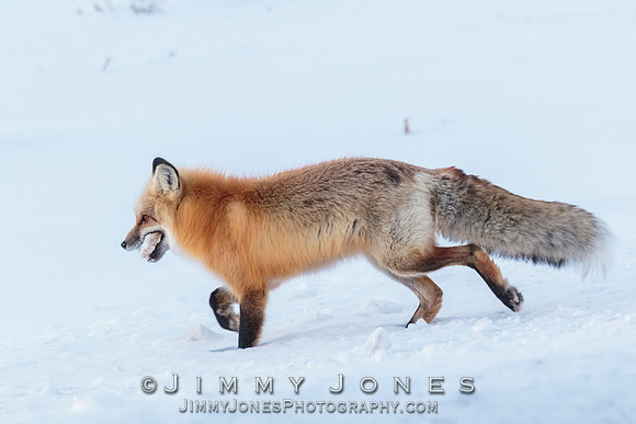 Red Fox