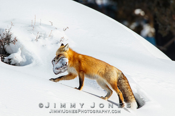Red Fox