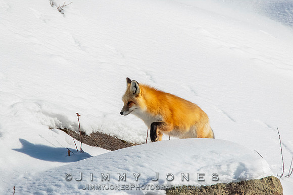 Red Fox