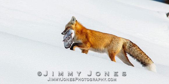 Red Fox