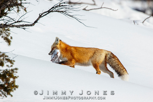 Red Fox