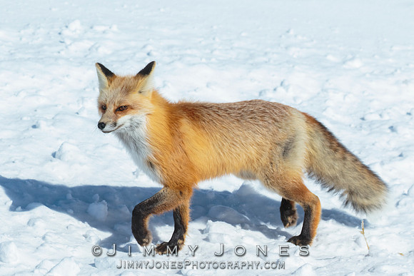 Red Fox