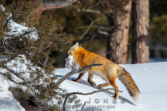 Red Fox