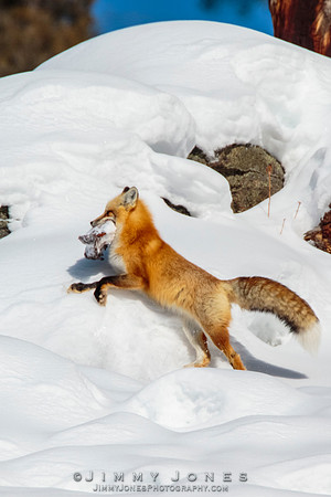 Red Fox