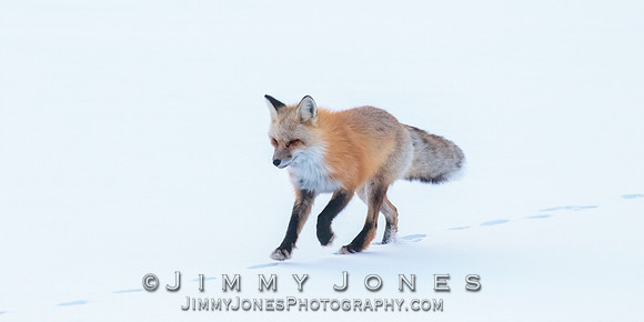 Red Fox