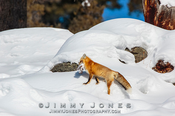 Red Fox
