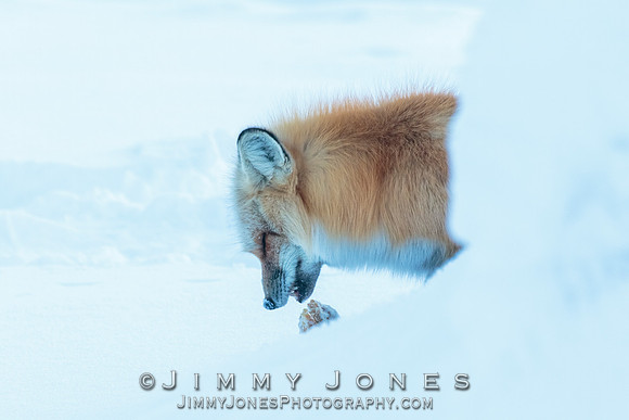 Red Fox