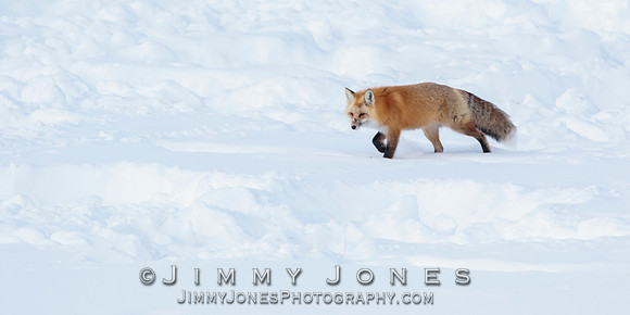 Red Fox