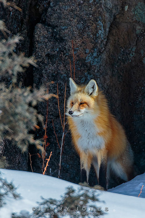 Red Fox