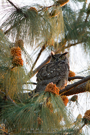 Great Horned Owl
