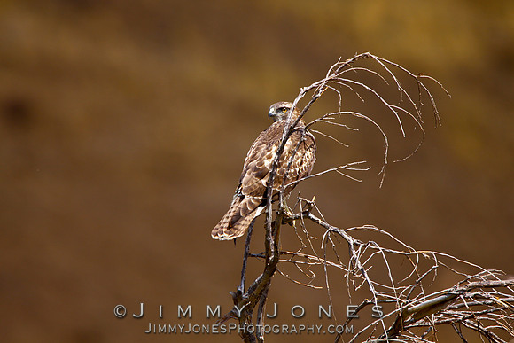 Red-Tailed Hawk