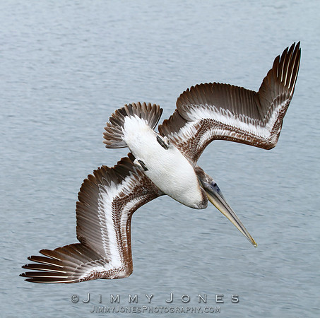 Brown Pelican