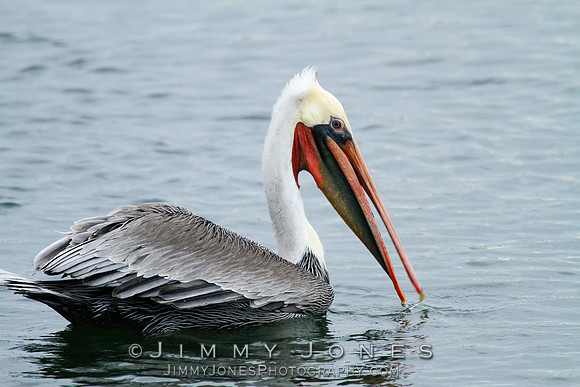 Brown Pelican