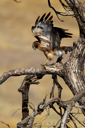 Red-Tailed Hawk