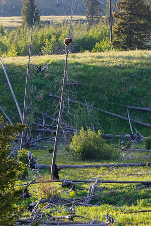 Black Bear "Intimidation"