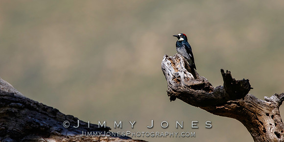 Acorn Woodpecker