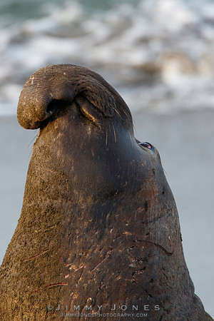 Elephant Seal - CS/P0395