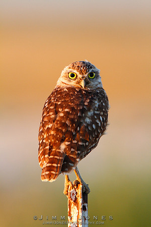 Burrowing Owl