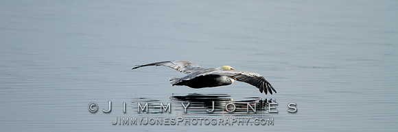Brown Pelican - BS/P0444