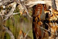 Deadwood Pond