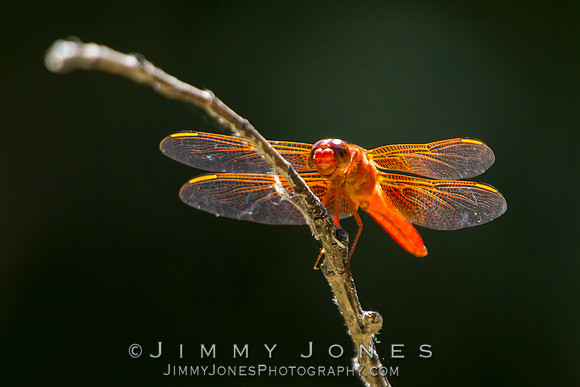 Orange Dragonfly ( Flame Skimmer )