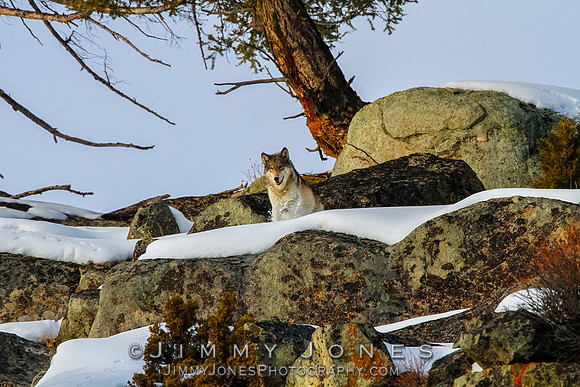 '06 Female Wolf