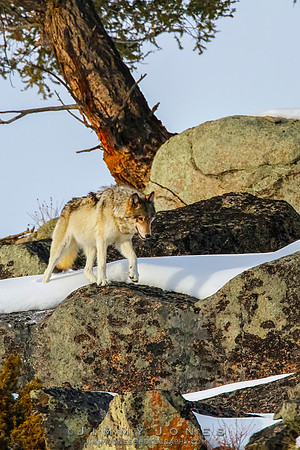 '06 Female Wolf