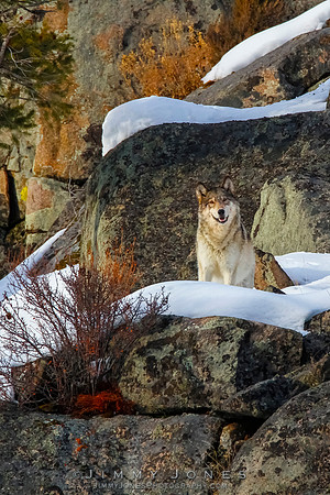 '06 Female Wolf