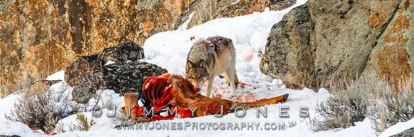 '06 Female Wolf