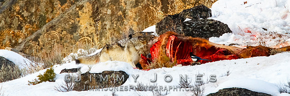 '06 Female Wolf